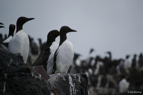 Close up of guillemots, Farne Islands, Northumberland